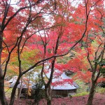 神池寺の紅葉