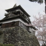 丸岡城と桜２